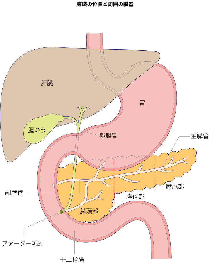 膵臓の位置と周囲の臓器
