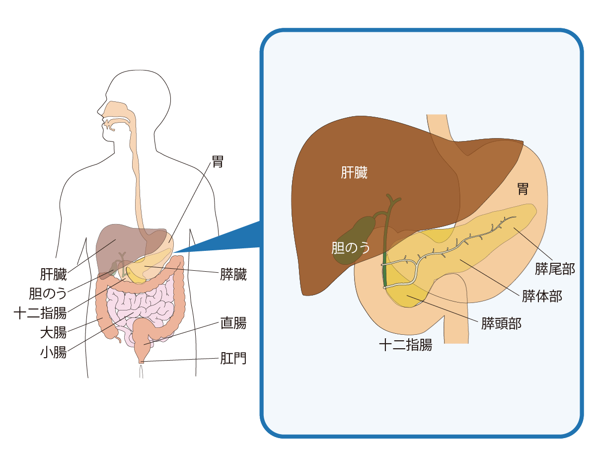 膵臓の位置